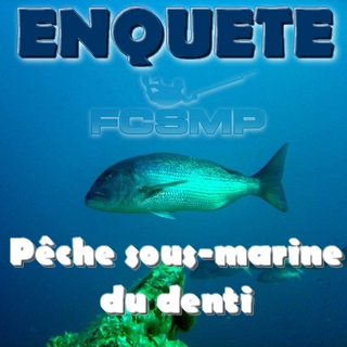 Enquête pêche sous-marine denti