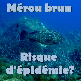 Une épidémie virale menace les mérous corses