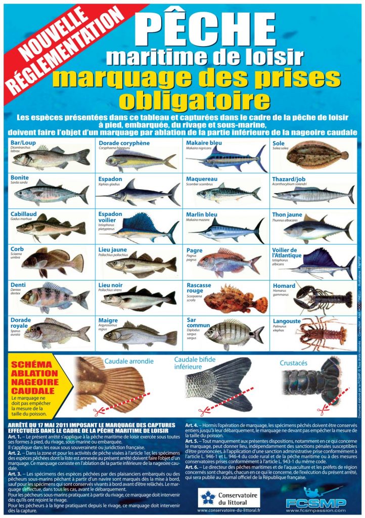 Règlementation pêche sousmarine FCSMP